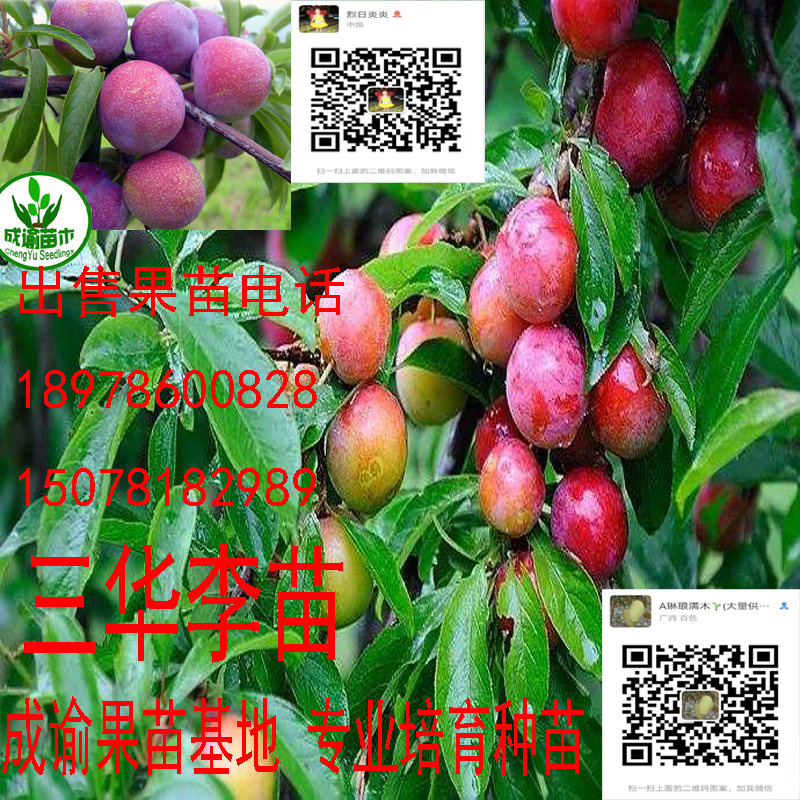 三華李苗木|三華李樹(shù)苗|三華李種苗基地