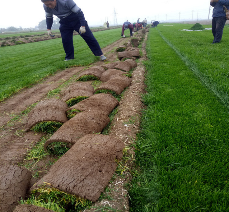 四季青草坪 河北草坪基地 石家莊草坪基地 欒城草坪基地 果嶺草坪基地 混播草坪批發(fā) 狗牙根草坪 黑麥草平批發(fā) 四季青草坪