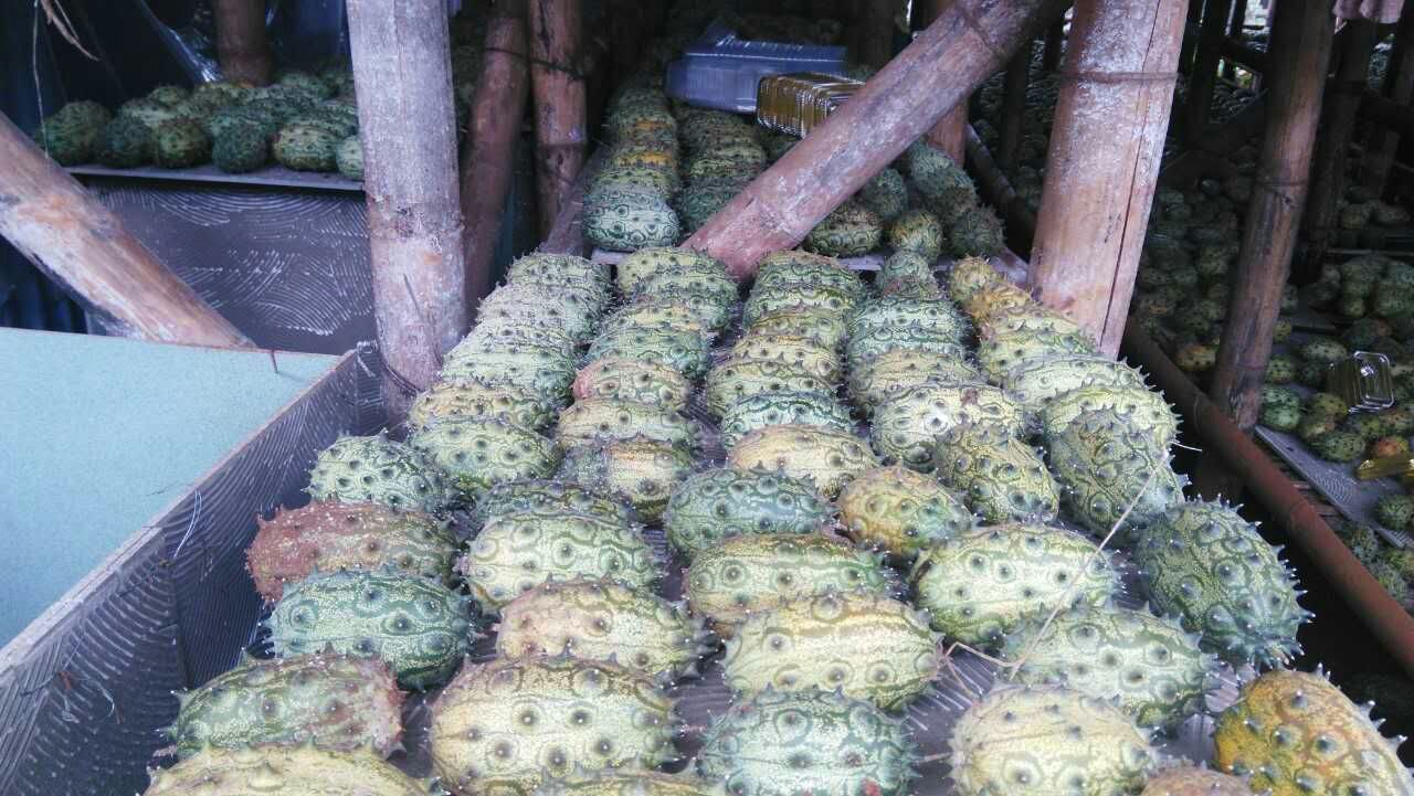 非洲蜜瓜刺角瓜種子批發(fā)火參果種植技術(shù)栽培 帶刺非洲蜜瓜種子供應(yīng)