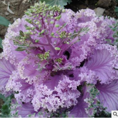 羽衣甘藍(lán)廠家-供應(yīng)商-電話(huà)