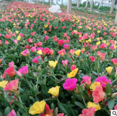 牡丹半枝蓮花卉廠家-供應商-電話