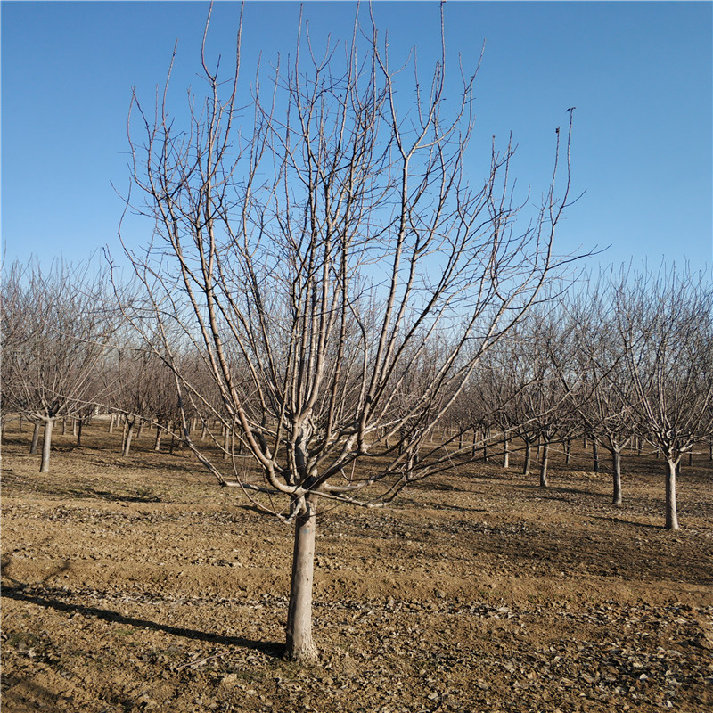 北美海棠@山東北美海棠樹苗基地
