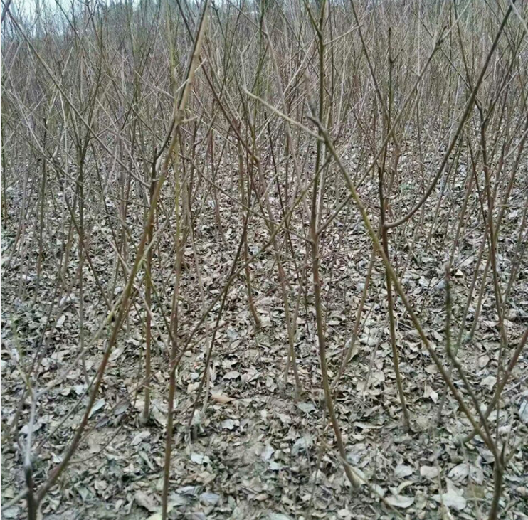 胭脂脆桃苗種植基地直銷-批發(fā)價格
