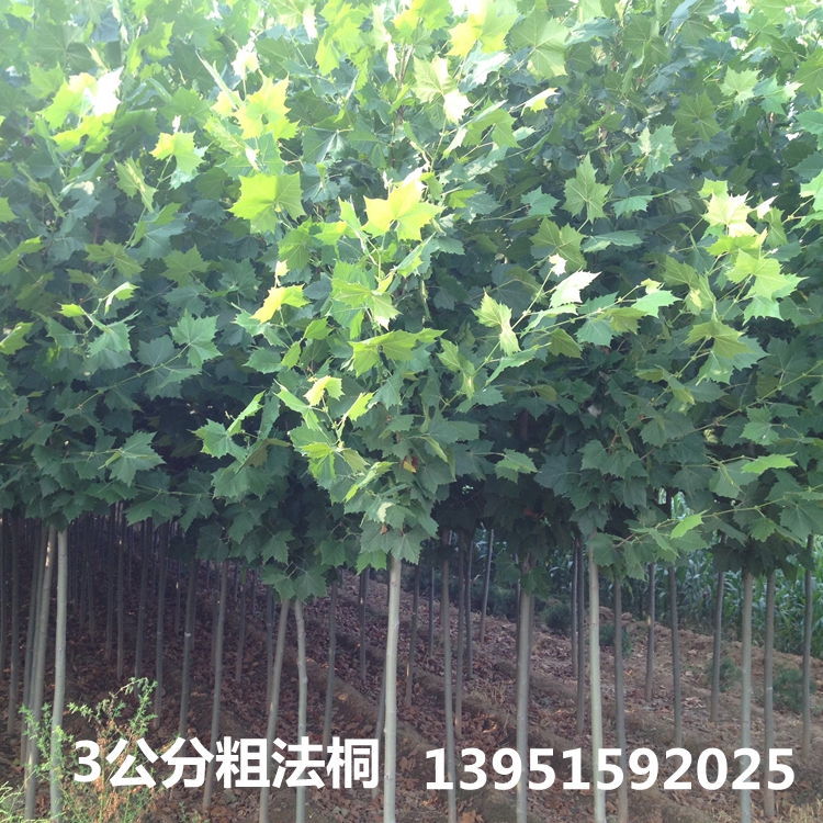 法桐供應