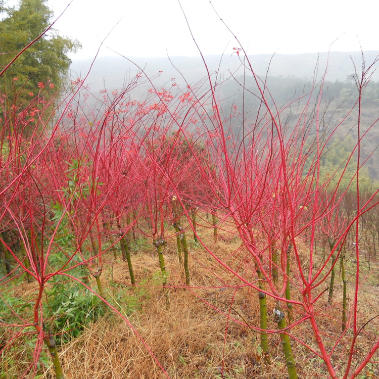 江蘇優(yōu)質(zhì)赤楓樹批發(fā)