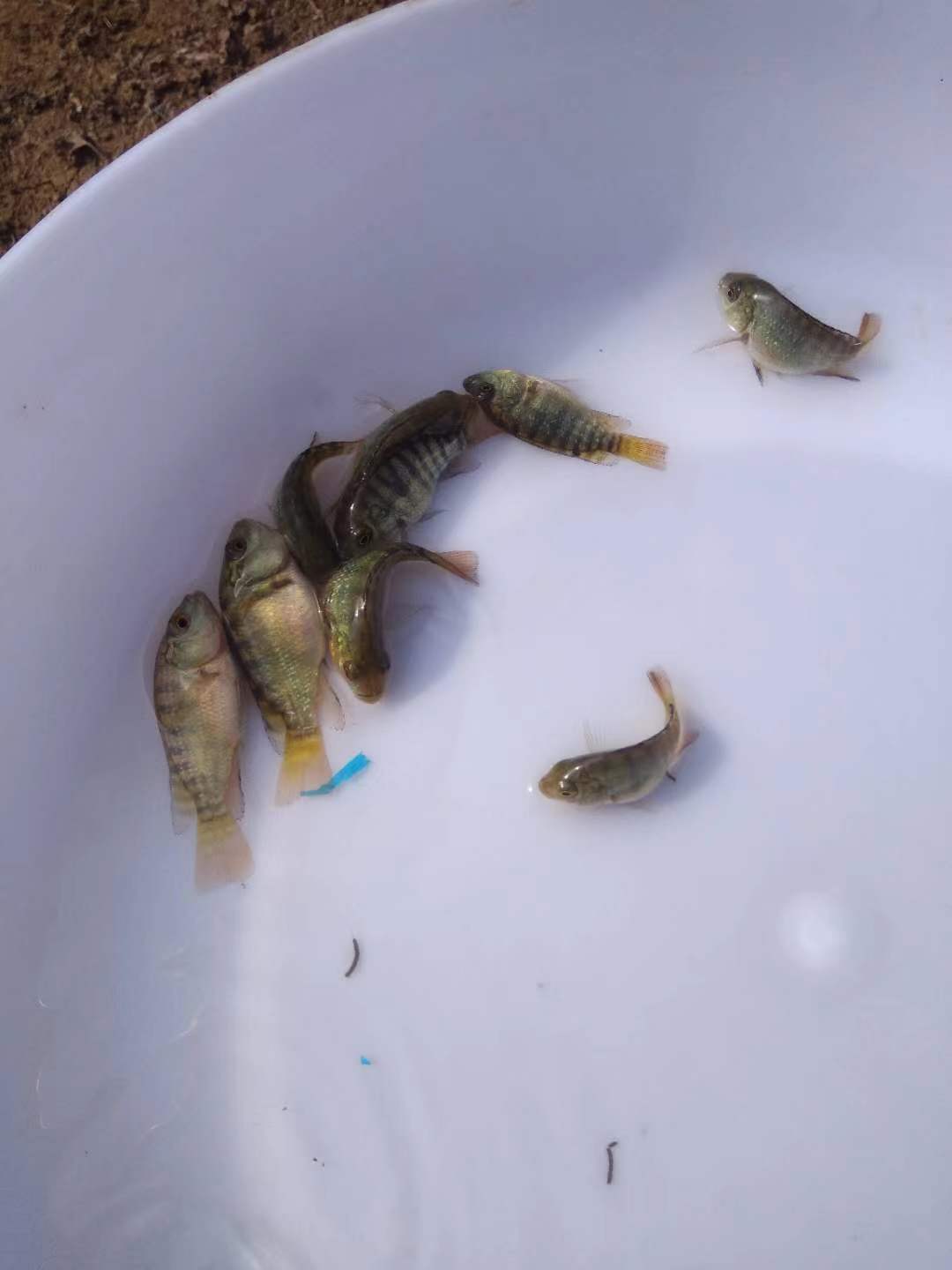 羅非病防經(jīng)驗