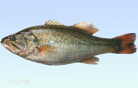 加洲盧魚(yú)魚(yú)苗