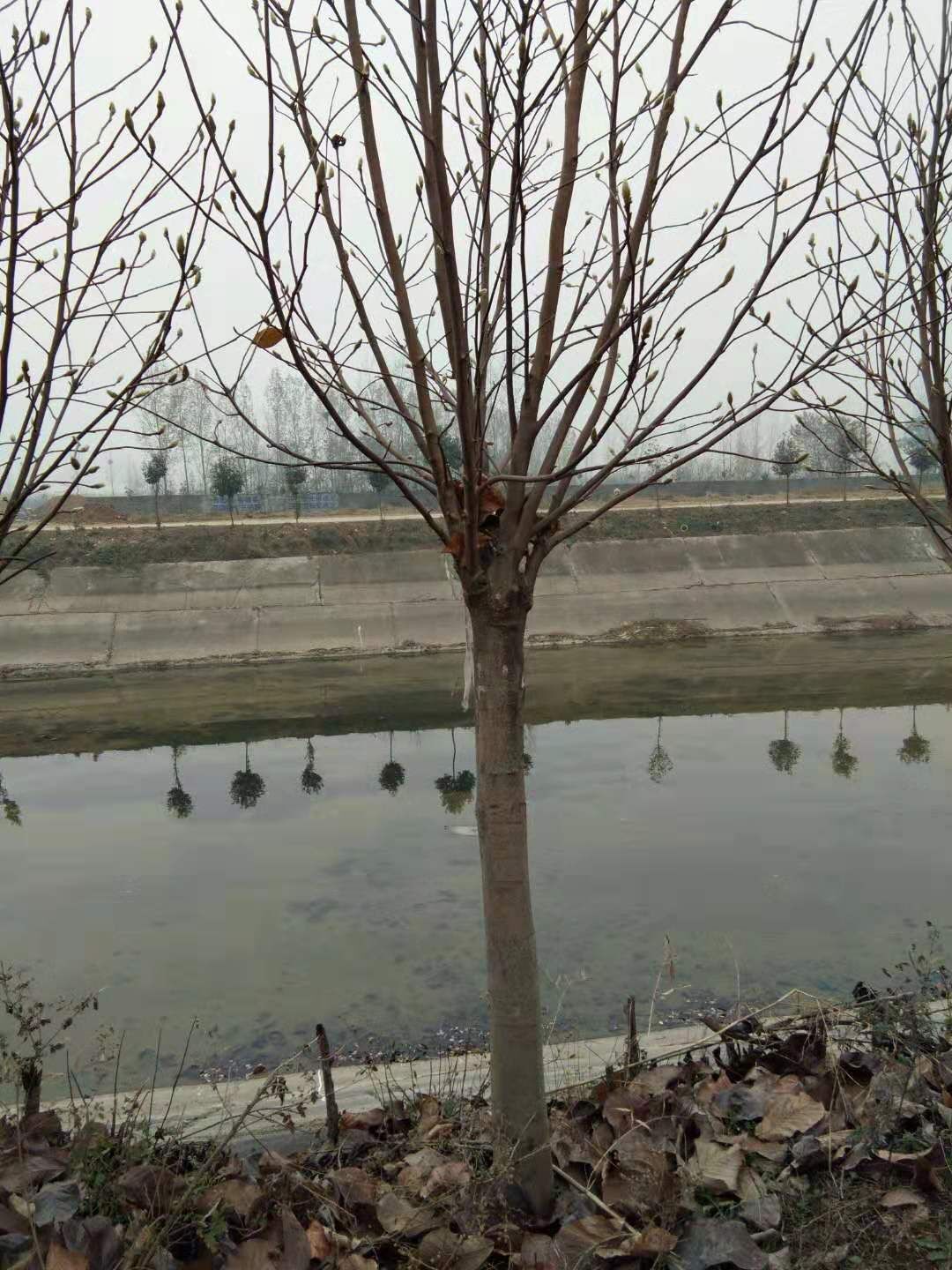 河南南陽(yáng)南召白玉蘭基地-河南南召白玉蘭價(jià)格表/廠家批發(fā)報(bào)價(jià)供應(yīng)商