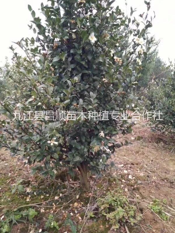 江西油茶基地 油茶培育基地