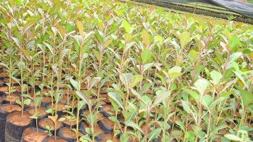 深圳銷售小葉欖仁60-80公分高杯栽小苗 供應(yīng)小葉欖仁胸徑5-10cm假植苗