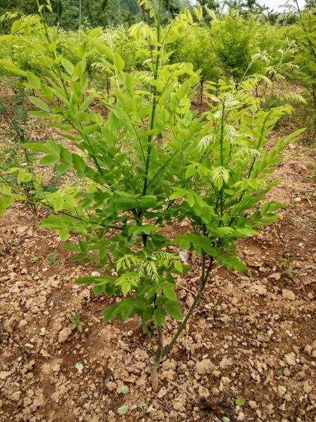 雙季槐行情 山西雙季槐批發(fā) 雙季槐價格 汾西雙季槐品牌 山西雙季槐市場 汾西雙季槐供應商 山西雙季槐價格表