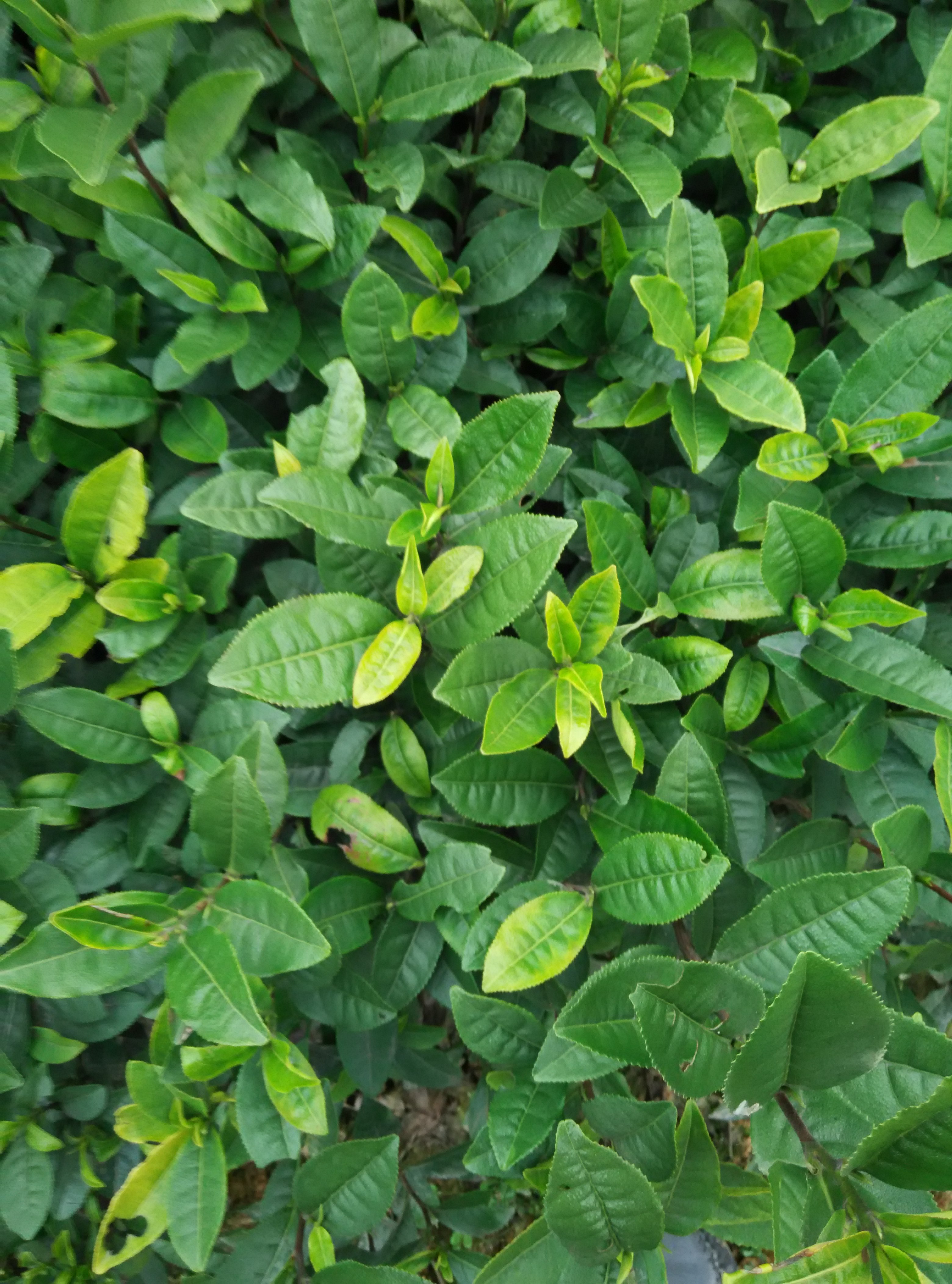 貴州福鼎大白茶苗批發(fā) 貴州茶苗批發(fā)