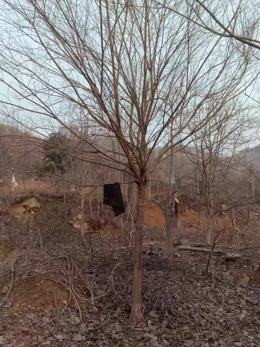 河南南陽(yáng)南召五角楓基地-河南南陽(yáng)五角楓價(jià)格表/廠(chǎng)家批發(fā)報(bào)價(jià)供應(yīng)商