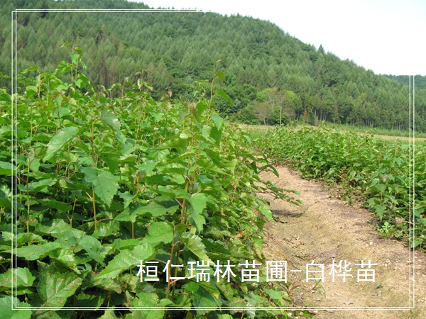 遼寧白樺樹(shù)苗，白樺小苗，白樺苗