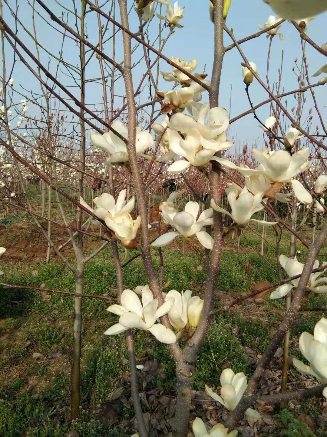 河南南陽南召月季基地-河南南陽月季價格表/廠家批發(fā)報價供應(yīng)商
