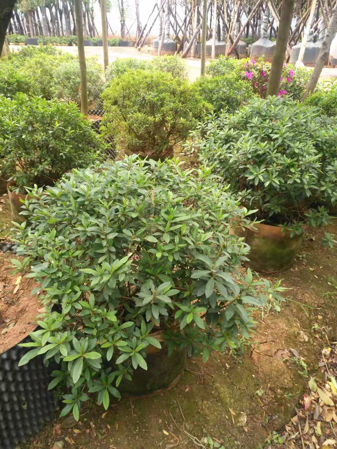 供應云南昆明毛娟苗木基地/廠家批發(fā),昆明毛娟苗圃種植場電話/報價表