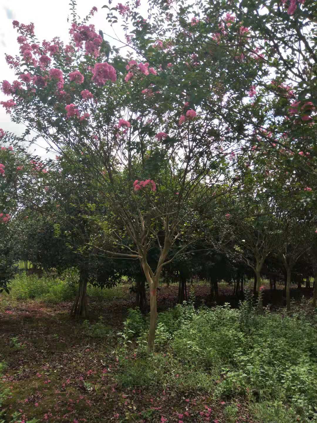 四川紫薇樹(shù)價(jià)格 紫薇樹(shù)種植方法 福建紫薇樹(shù)供應(yīng)商