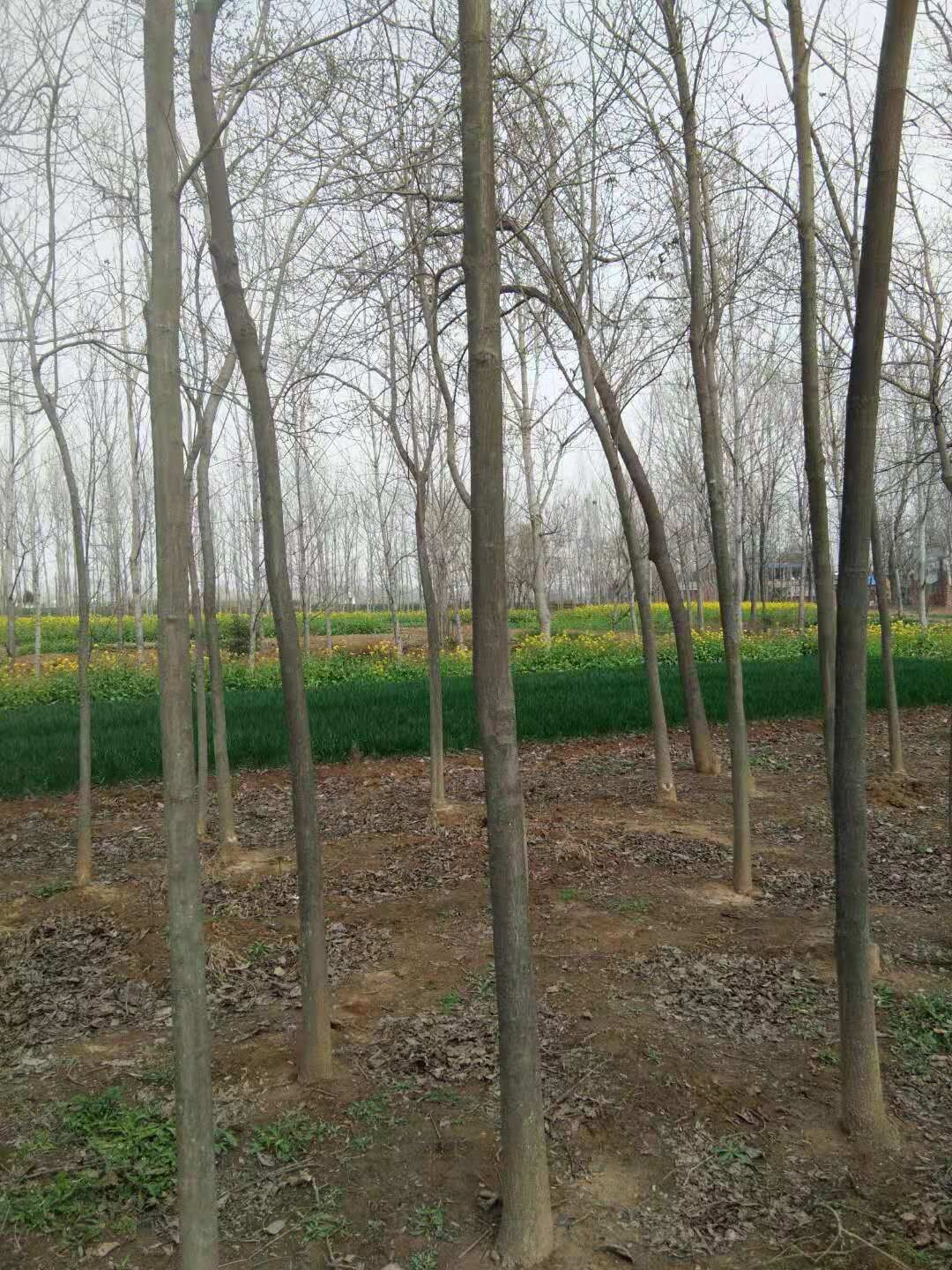 河南南陽南召二喬玉蘭基地-河南南陽二喬玉蘭價格表/廠家批發(fā)報價供應(yīng)商