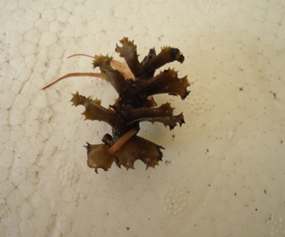 菹草芽孢批發(fā)，價(jià)格，廠家，定做，
