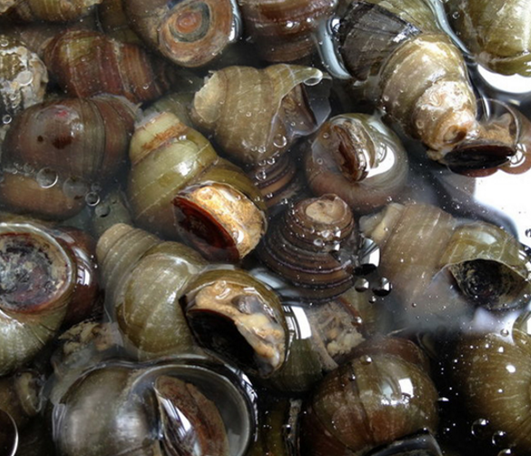 田螺批發(fā)，哪里家，哪家好，