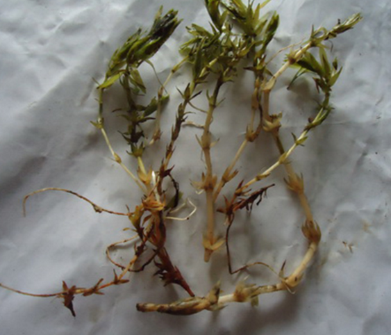 湖北輪葉黑藻哪家好，直銷批發(fā)