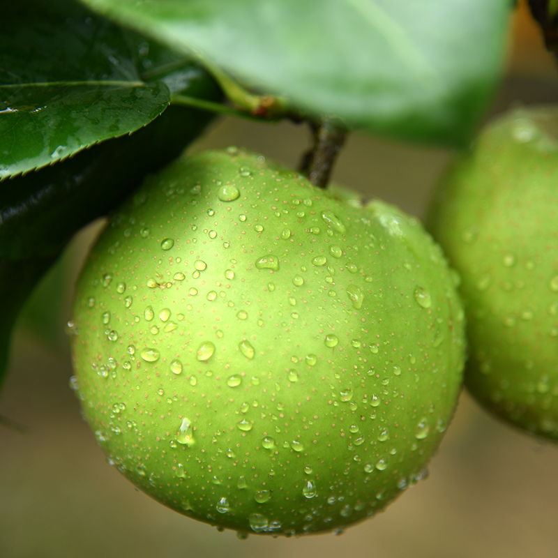 蘋(píng)果梨蘋(píng)果梨嫁接苗蘋(píng)果梨苗批發(fā)