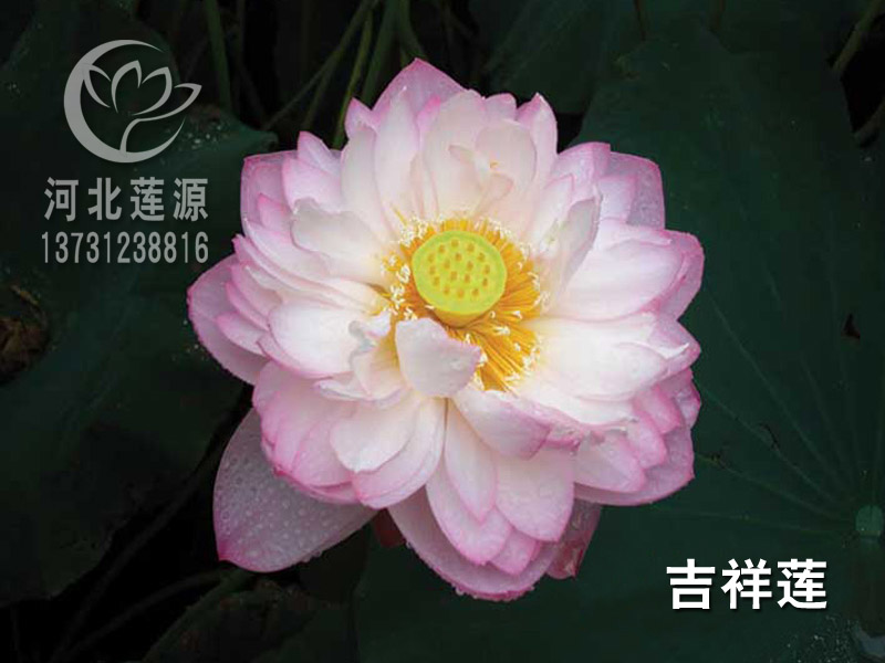 荷花種植哪家好-電話