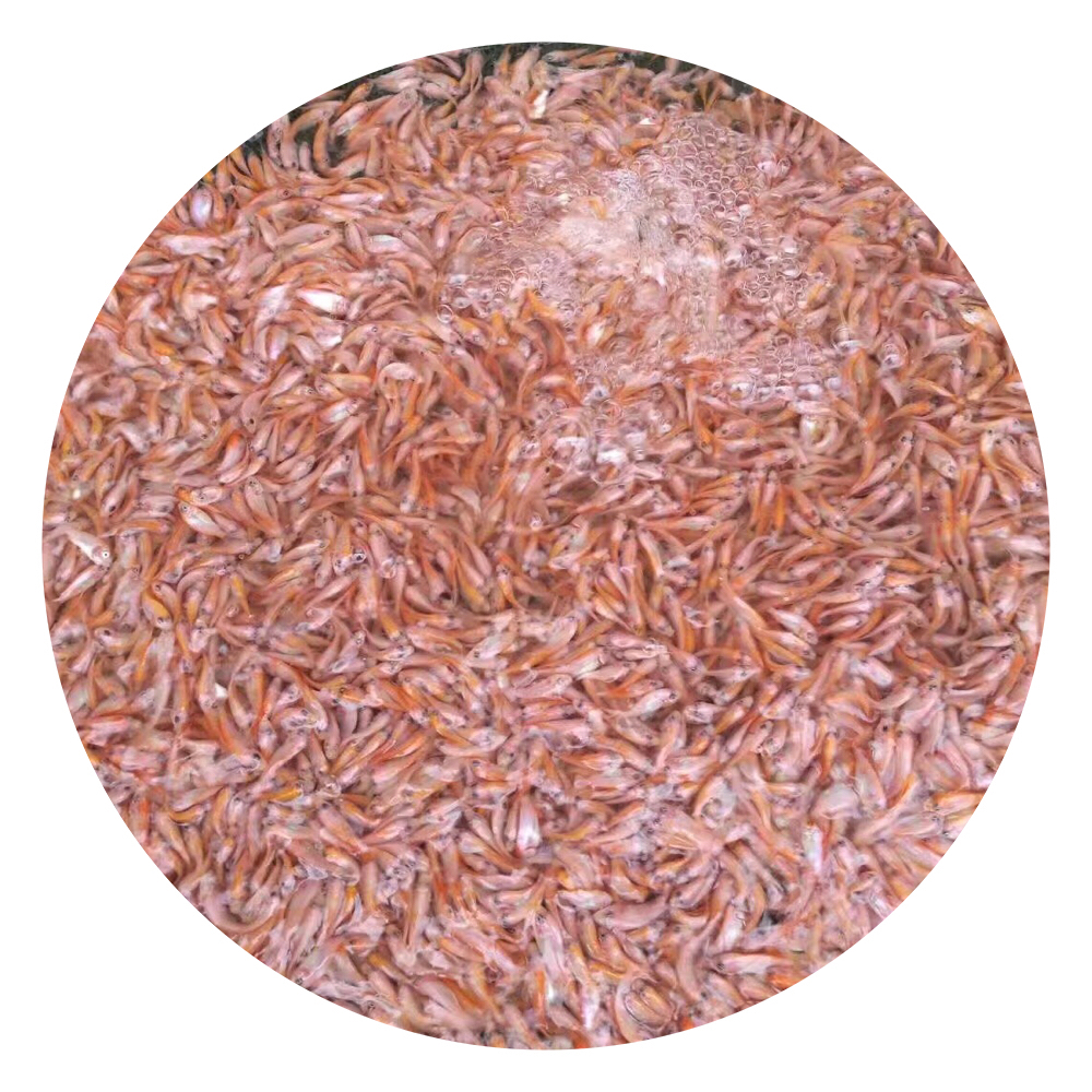 紅羅非魚苗,珍珠臘魚苗,彩虹雕魚苗