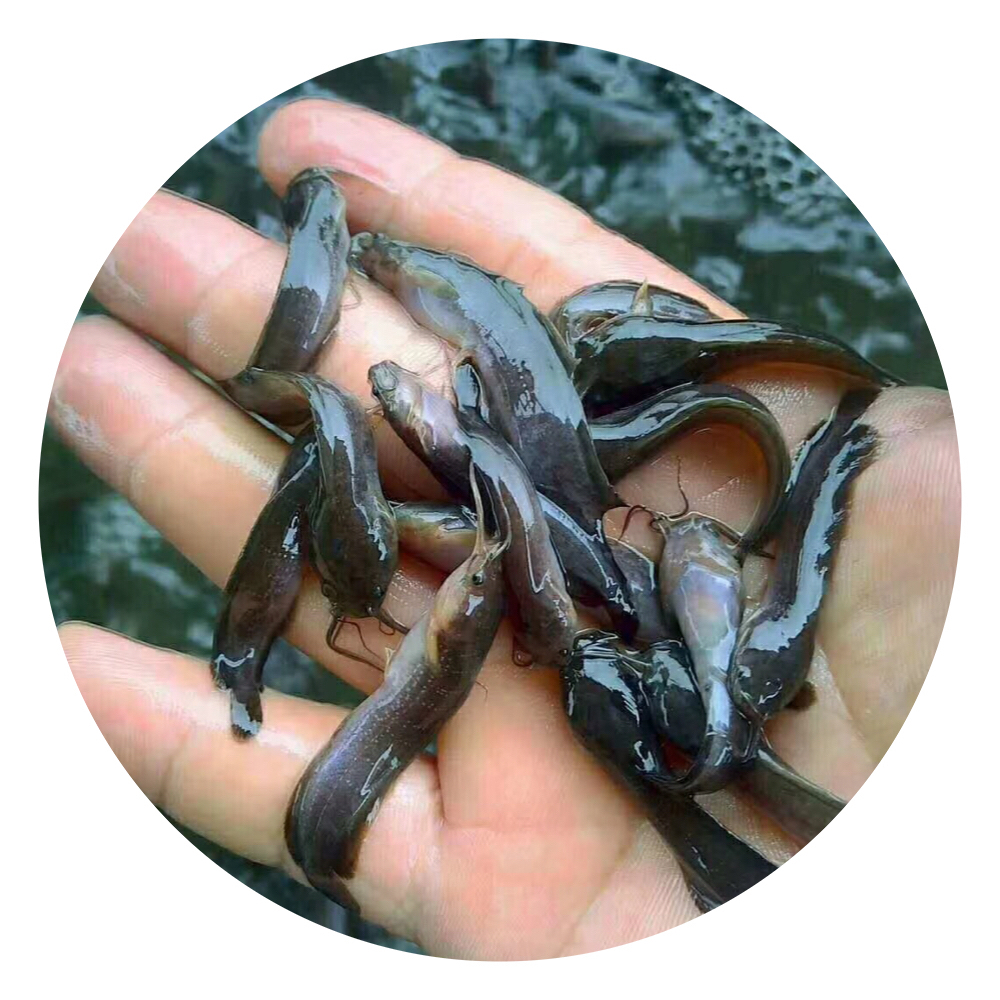 塘鲺,胡子鯰,本地塘鲺,塘角魚,塘角魚苗