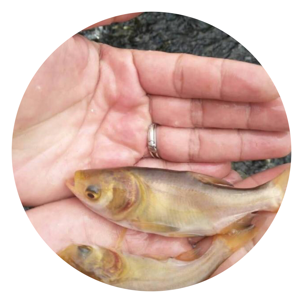 金花鰱魚(yú)苗批發(fā),金大頭魚(yú)苗養(yǎng)殖場(chǎng),金大頭魚(yú)苗批發(fā)