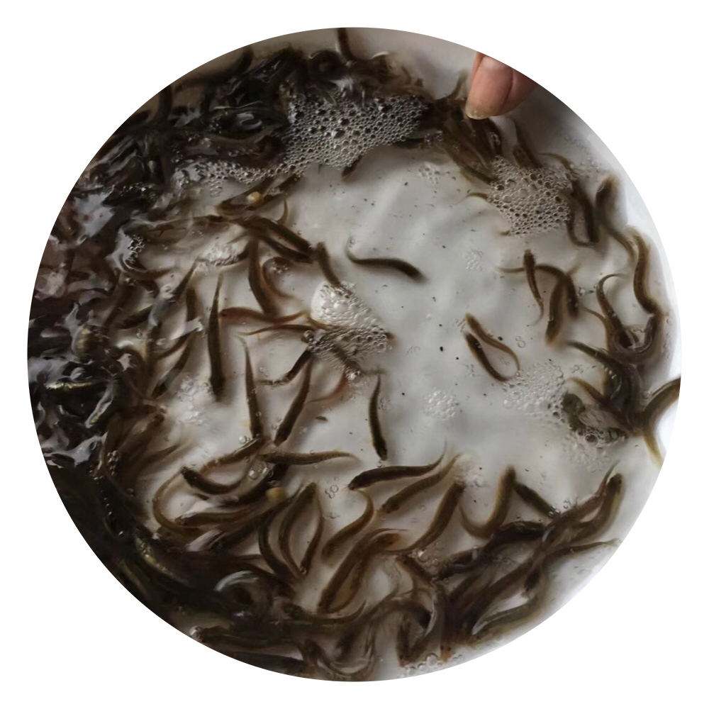 泥鰍魚苗,臺(tái)灣泥鰍魚苗