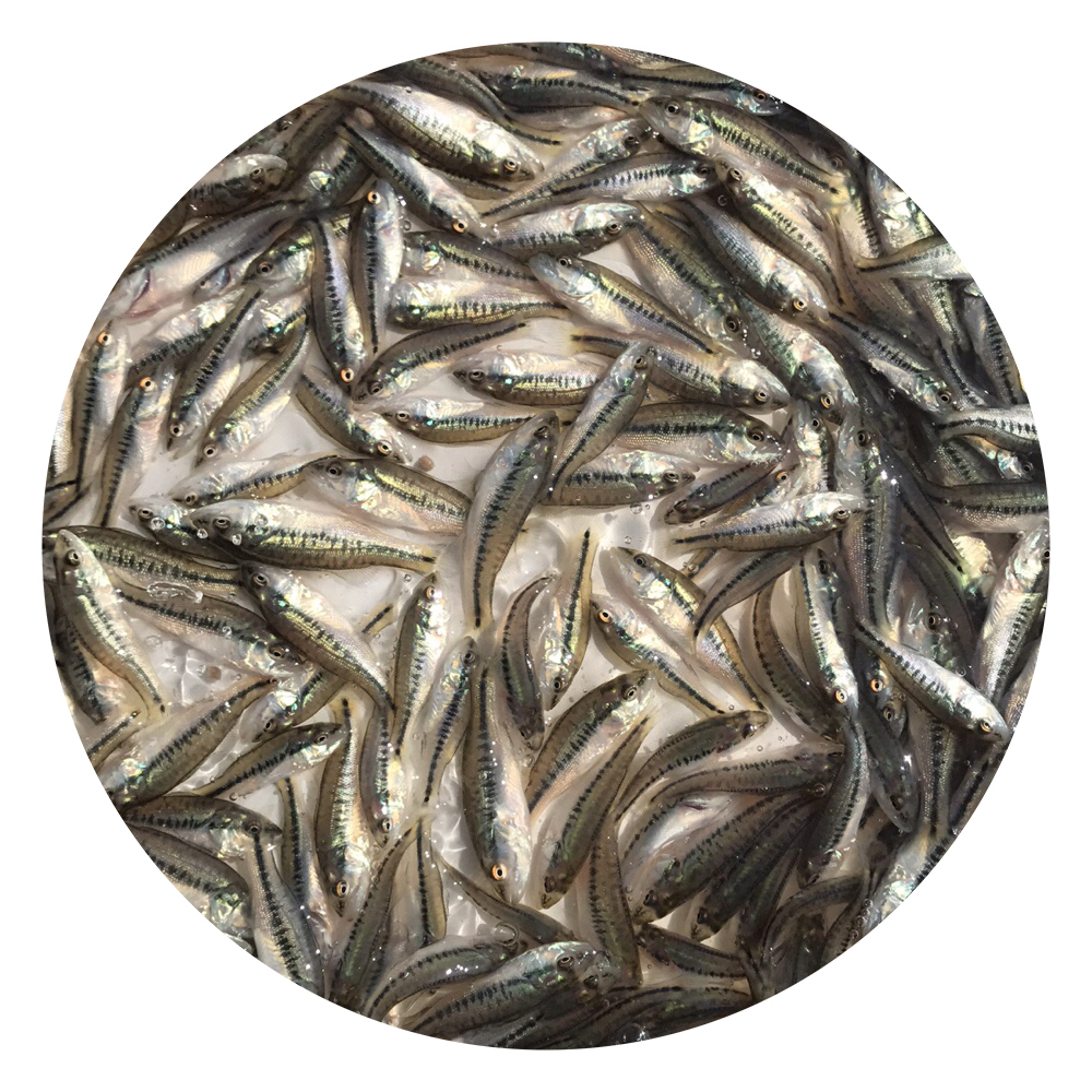 大口黑鱸批發(fā),加州鱸魚苗養(yǎng)殖場,加州鱸魚苗批發(fā)