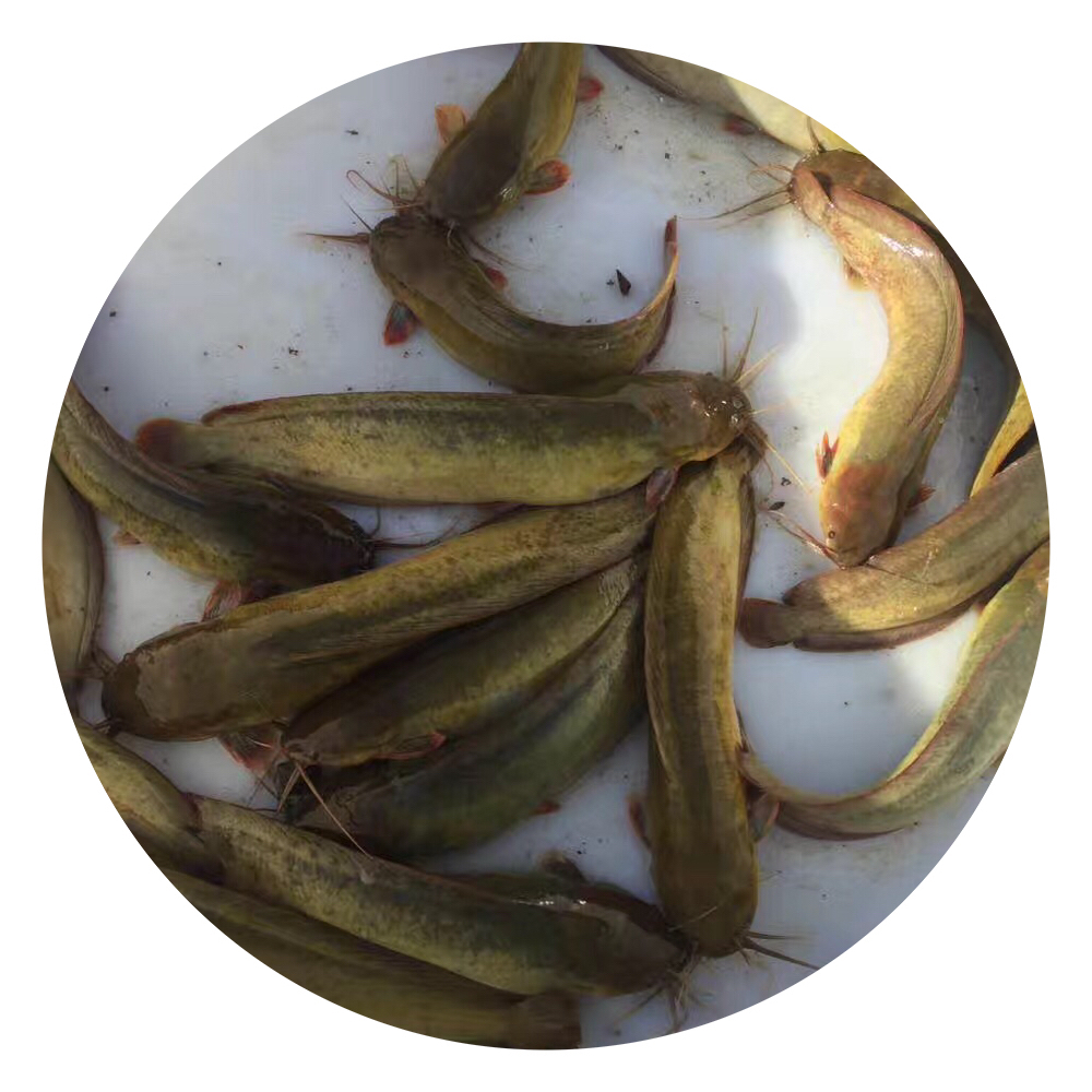 塘鲺,胡子鯰,本地塘鲺,塘角魚,塘角魚苗