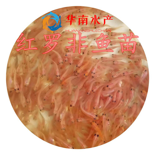 紅羅非魚苗,珍珠臘魚苗,彩虹雕魚苗