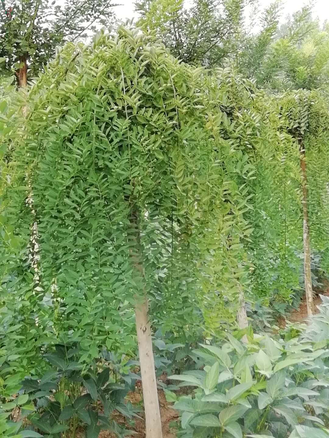 采購龍爪槐 山東龍爪槐 龍爪槐生產(chǎn)廠家