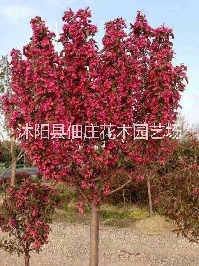 海棠樹苗海棠苗海棠小苗絢麗海棠西府海棠垂絲海棠 海棠花