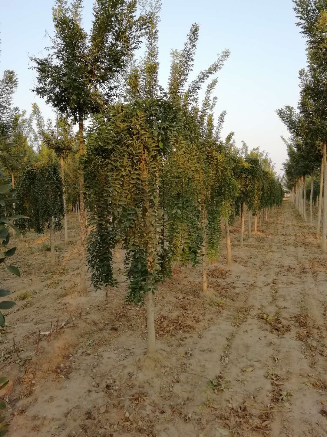 龍爪槐價格 垂槐價格 6公分龍爪槐價格
