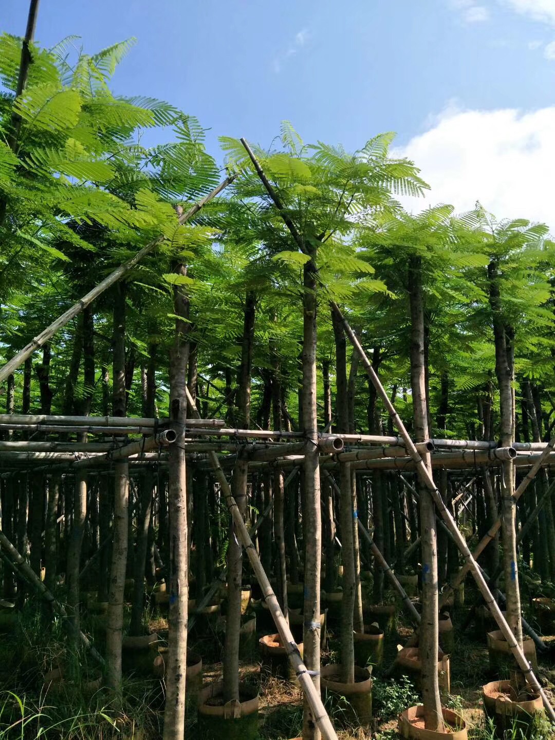 廣東鳳凰木 廣東鳳凰木種植 廣東鳳凰木批發(fā)基地