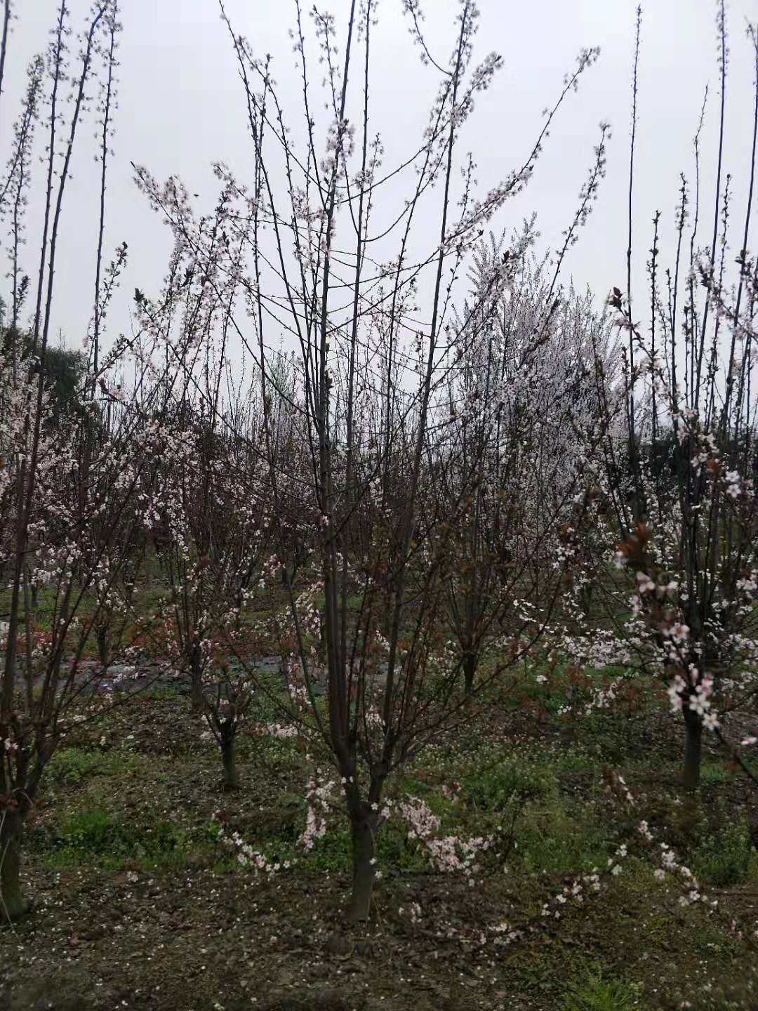 福建低分支紅葉李哪里有賣、產(chǎn)地*、批發(fā)商、報(bào)價(jià)【溫江區(qū)壽安希友園藝場(chǎng)】