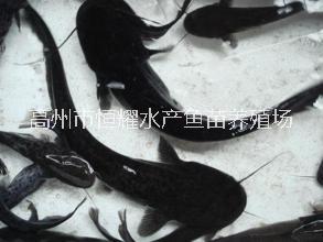大量供應(yīng)雜交南方大口鯰魚苗