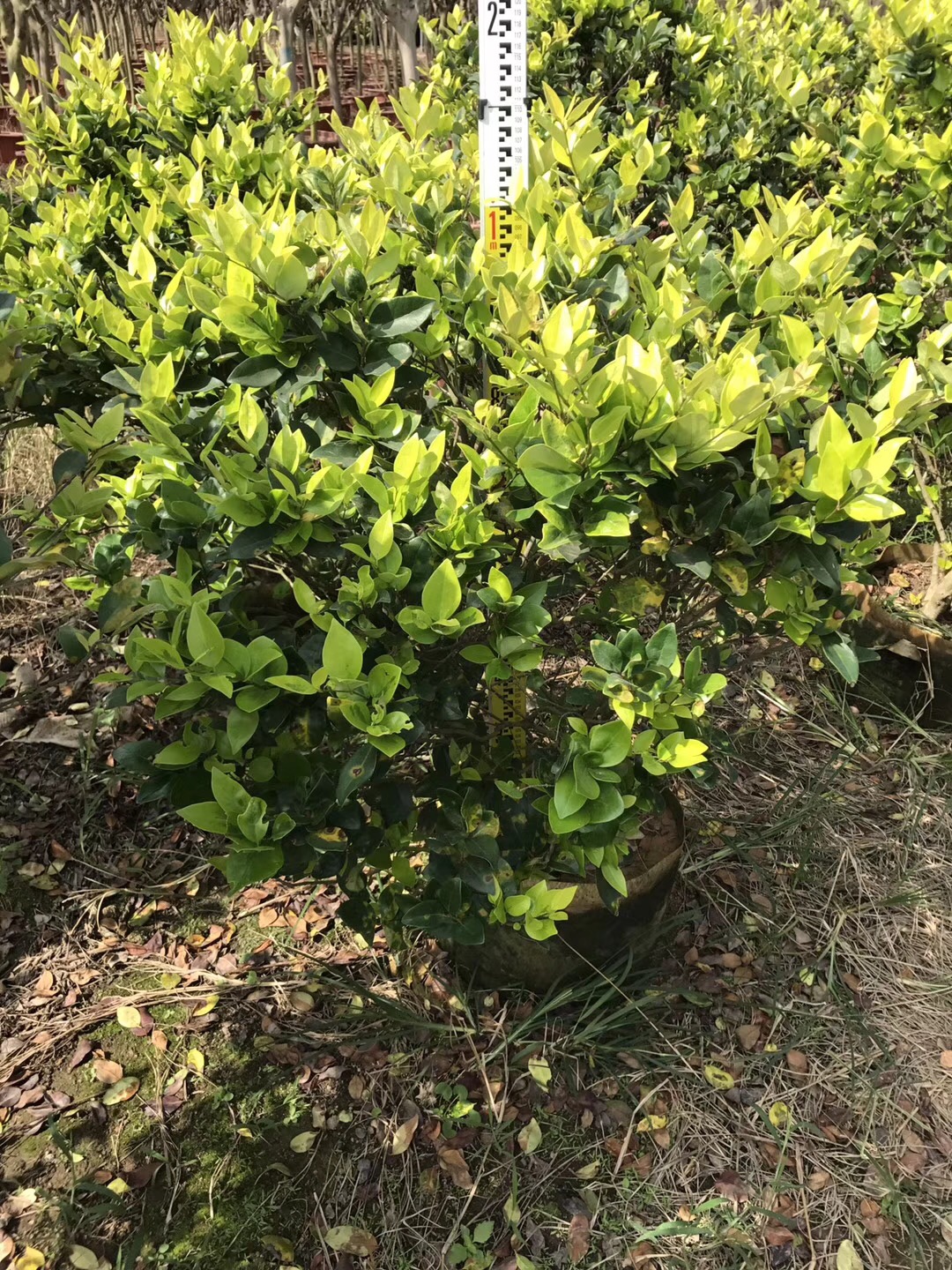 今日金森女貞的報(bào)價(jià)是多少金森女貞適合在北方種植嗎