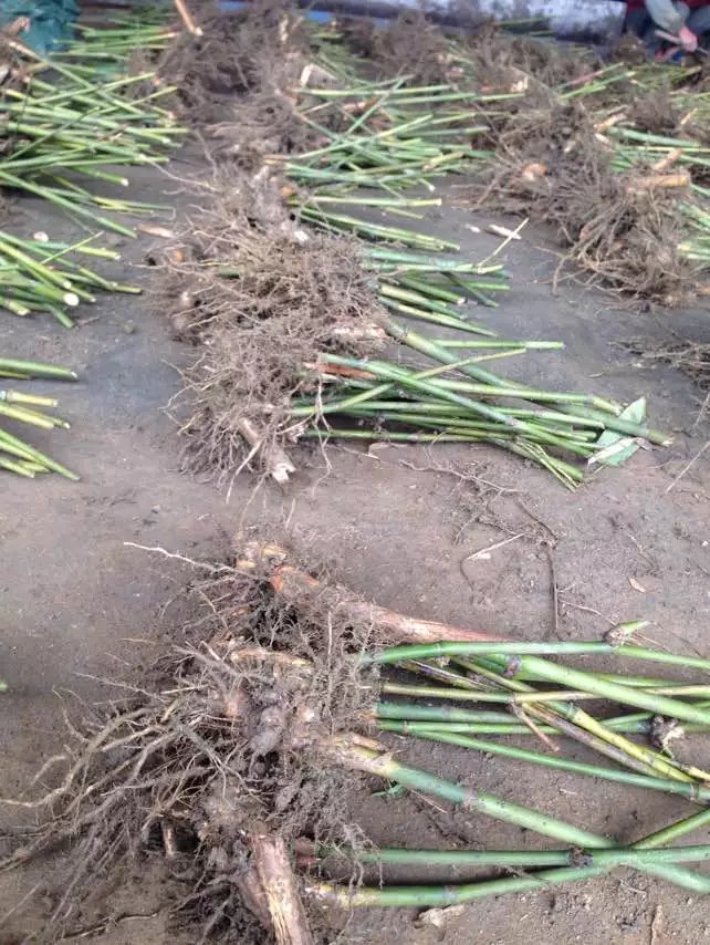 廣東麻竹筍苗 西牛鎮(zhèn)專業(yè)種植基地直銷批發(fā)