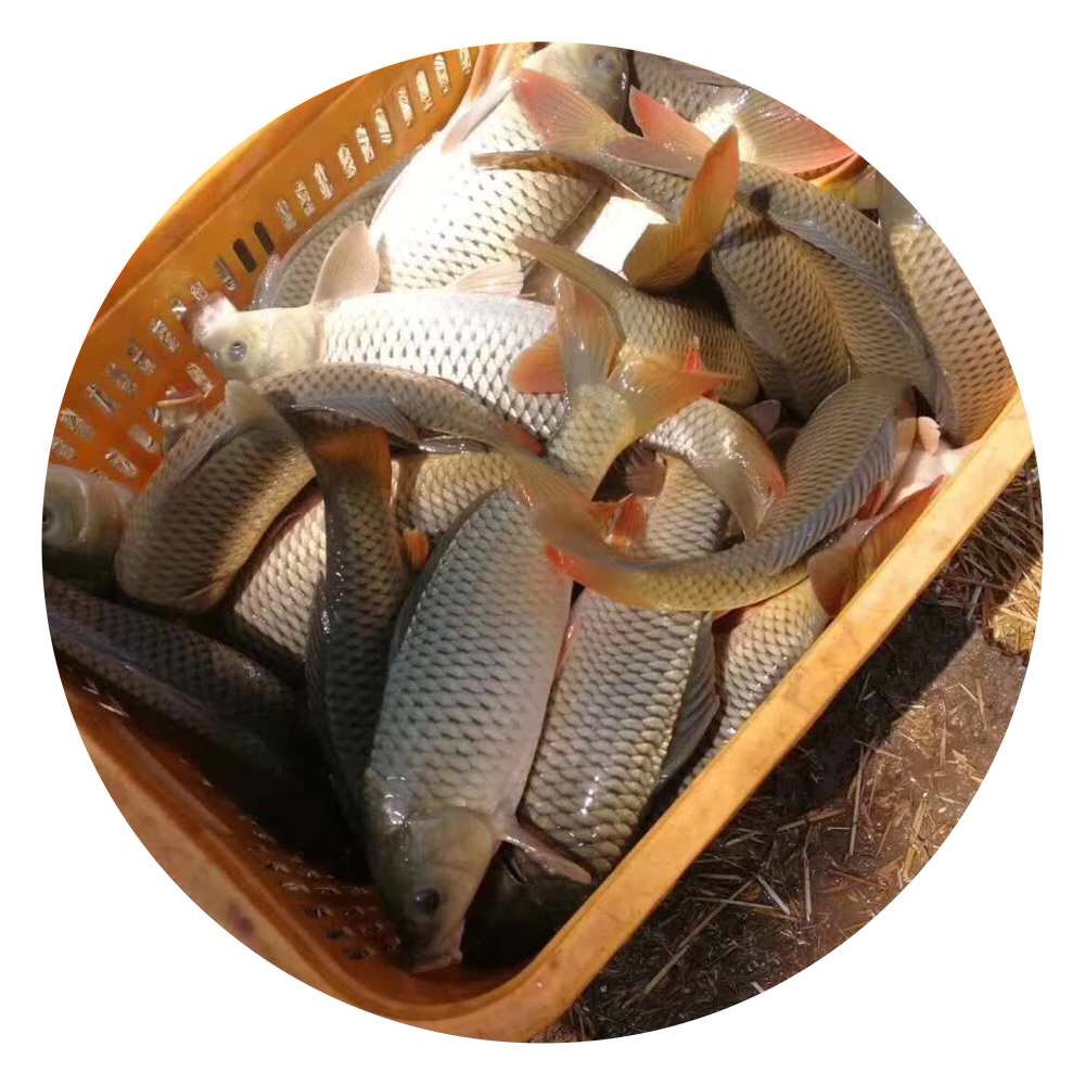 鯉魚苗,鯉魚苗養(yǎng)殖場,鯉魚苗批發(fā)