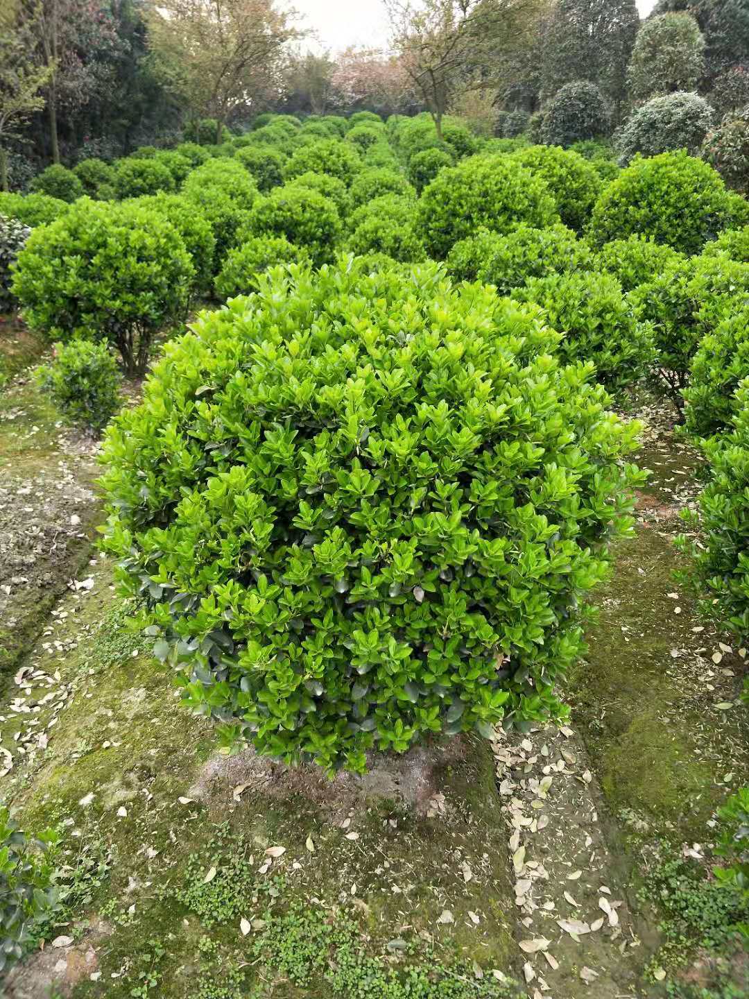 四川萬年青球批發(fā)報(bào)價(jià)、基地直銷、銷售、供貨商【溫江區(qū)壽安希友園藝場(chǎng)】