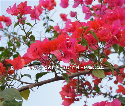 海南園林綠化-?？诿缒净ɑ?綠化苗圃/海南三亞三角梅價(jià)格/海南海口三角梅批發(fā)/廠家