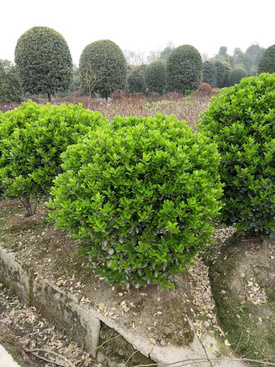 四川萬年青球批發(fā)報(bào)價(jià)、基地直銷、銷售、供貨商【溫江區(qū)壽安希友園藝場(chǎng)】