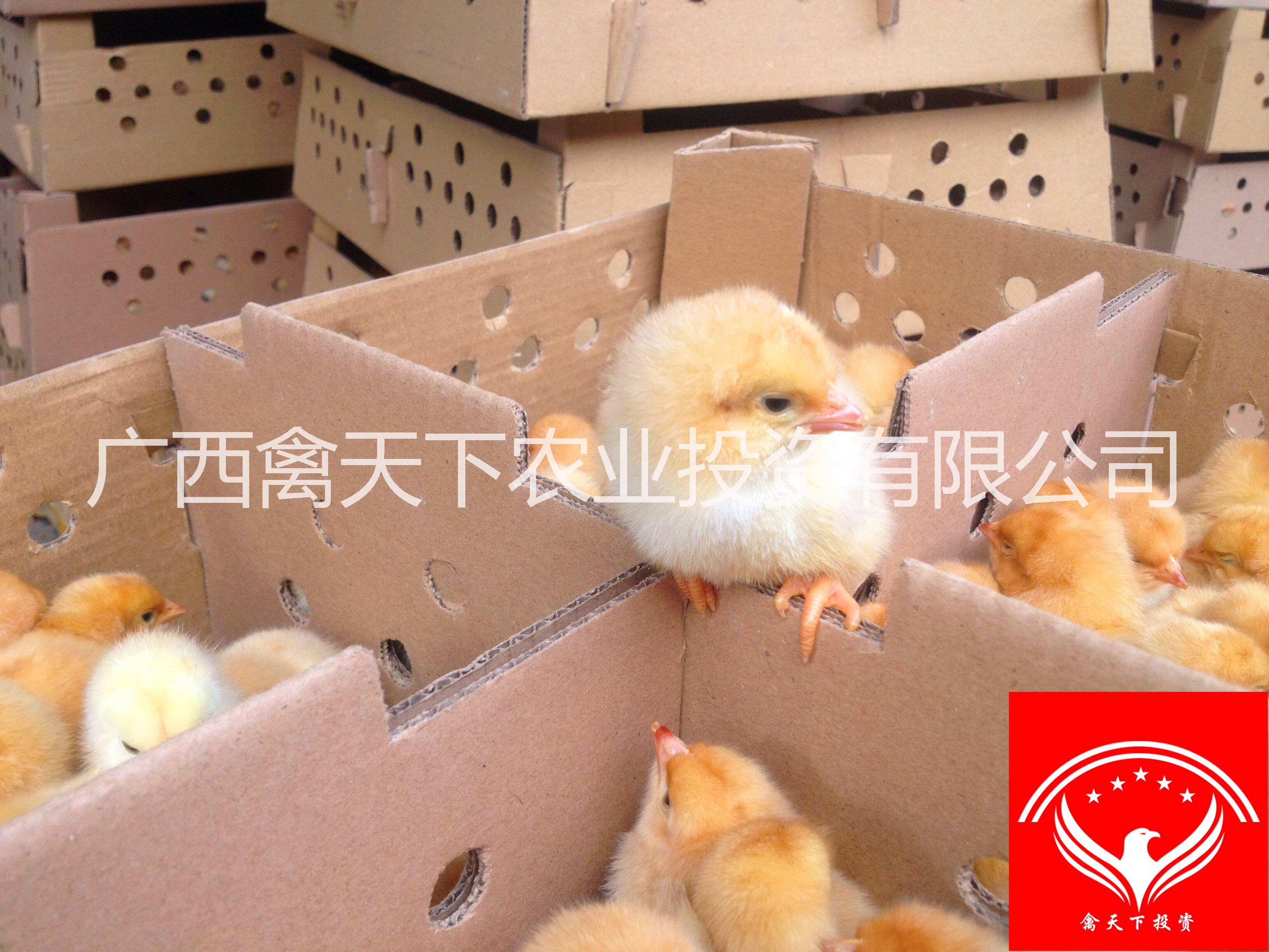 禽天下三黃雞苗供應(yīng)