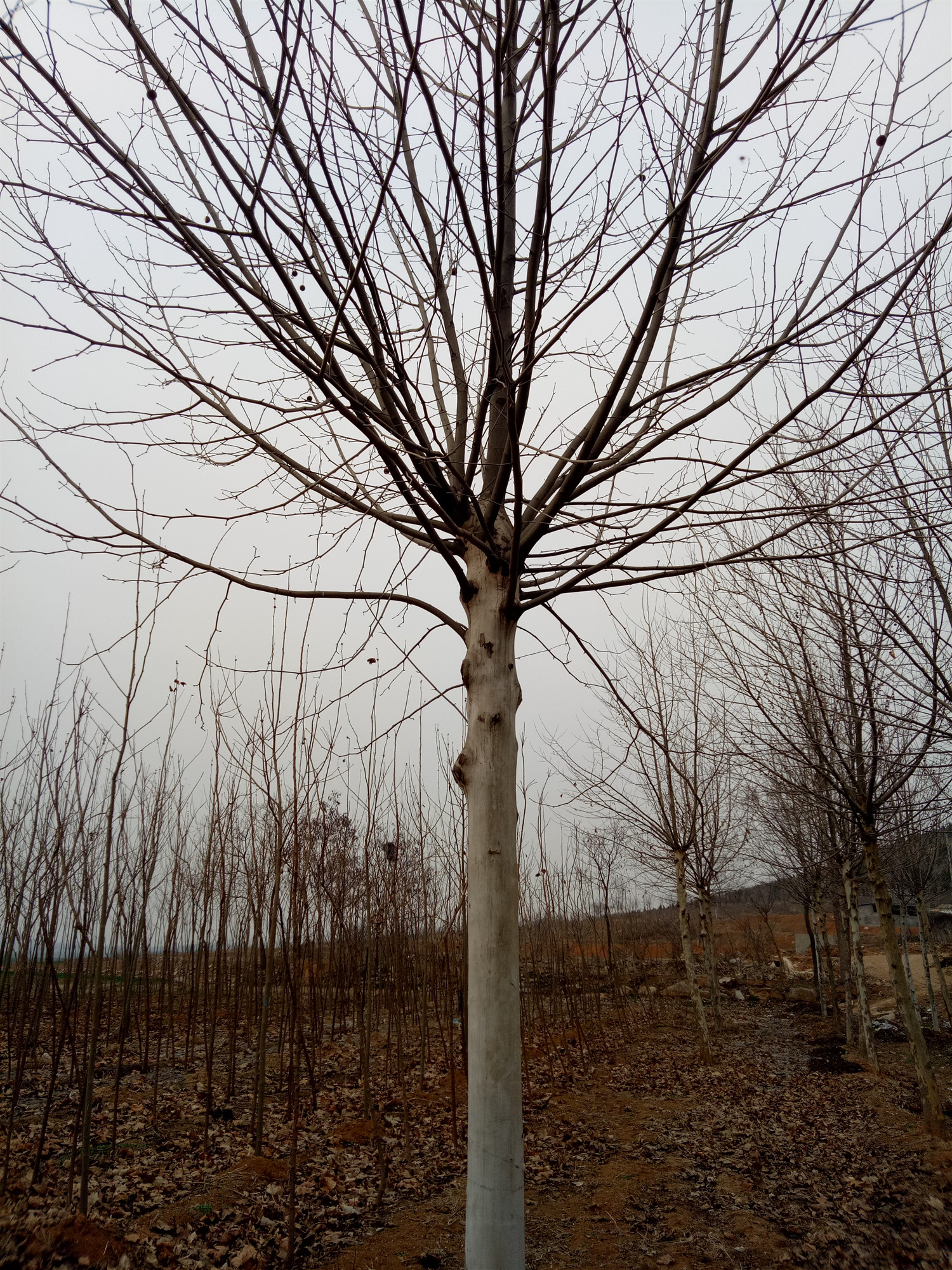 20公分速生法桐價格_20公分法桐2年冒_20公分法桐3年冒