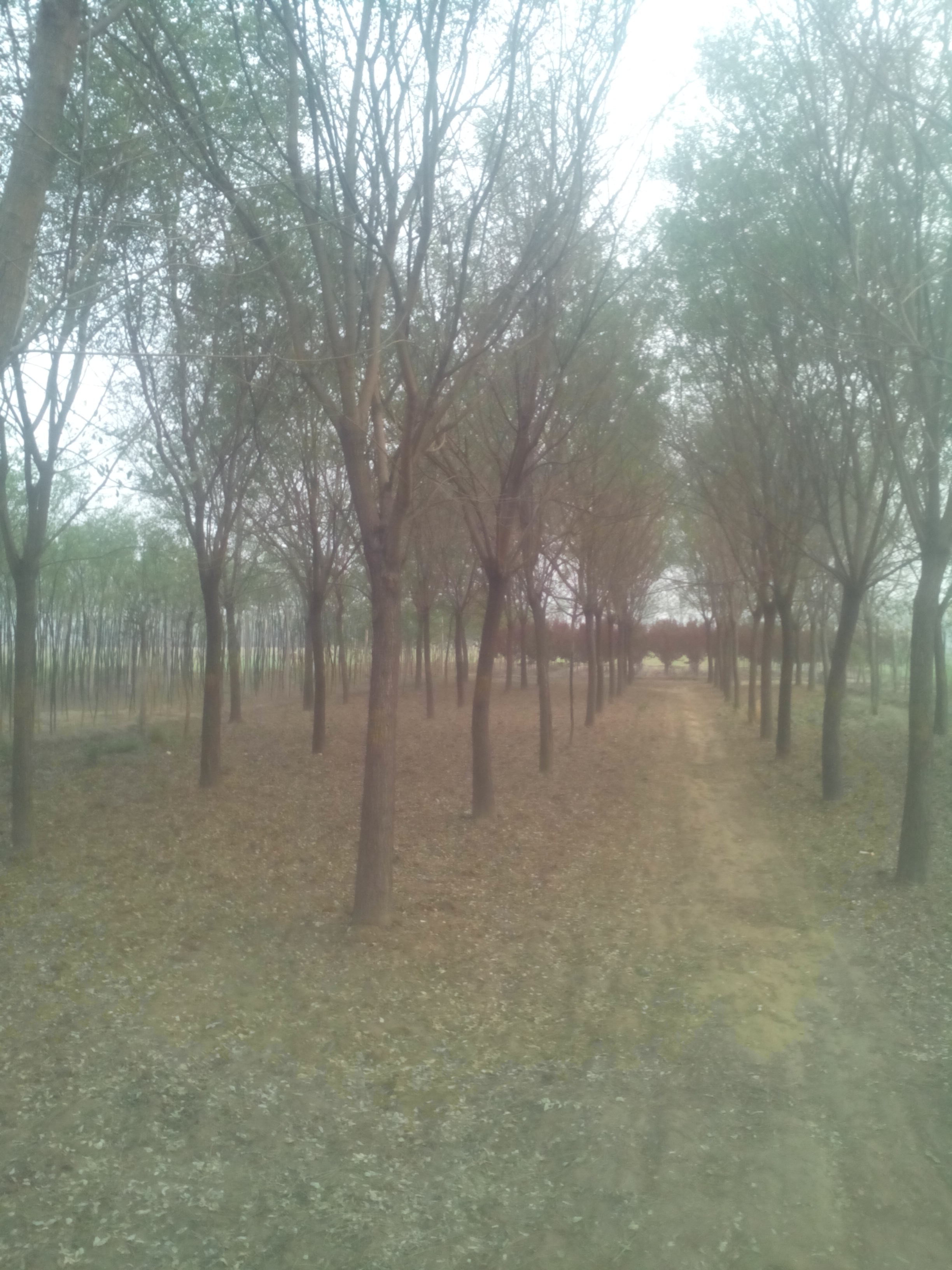 種植國槐一畝12公分國槐，12公分國槐價格怎么樣