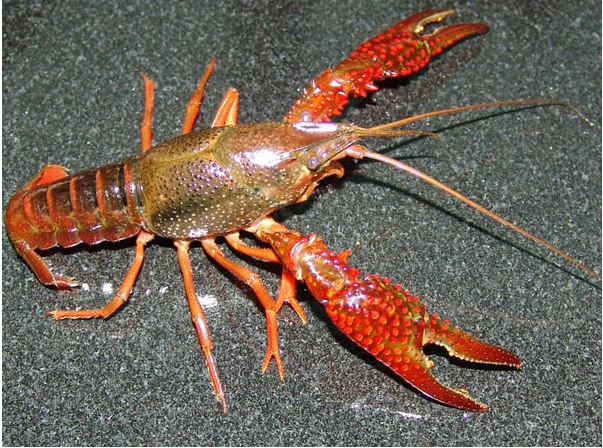 小龍蝦廠家*特價批發(fā)